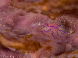 What's cuter than a hairy squat lobster? by Kerry Key 